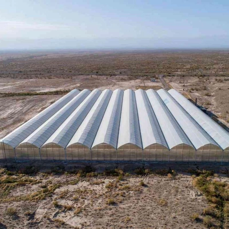 Türkmenabat’ta 10.000 m² limon topraklı sera projesi