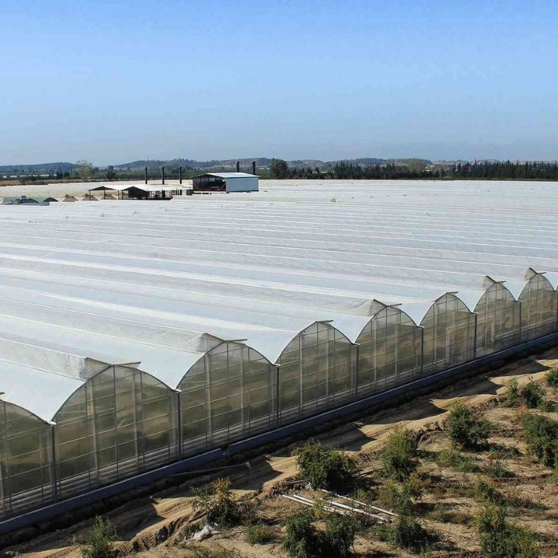 Adana’da 30.000 m² topraklı muz serası