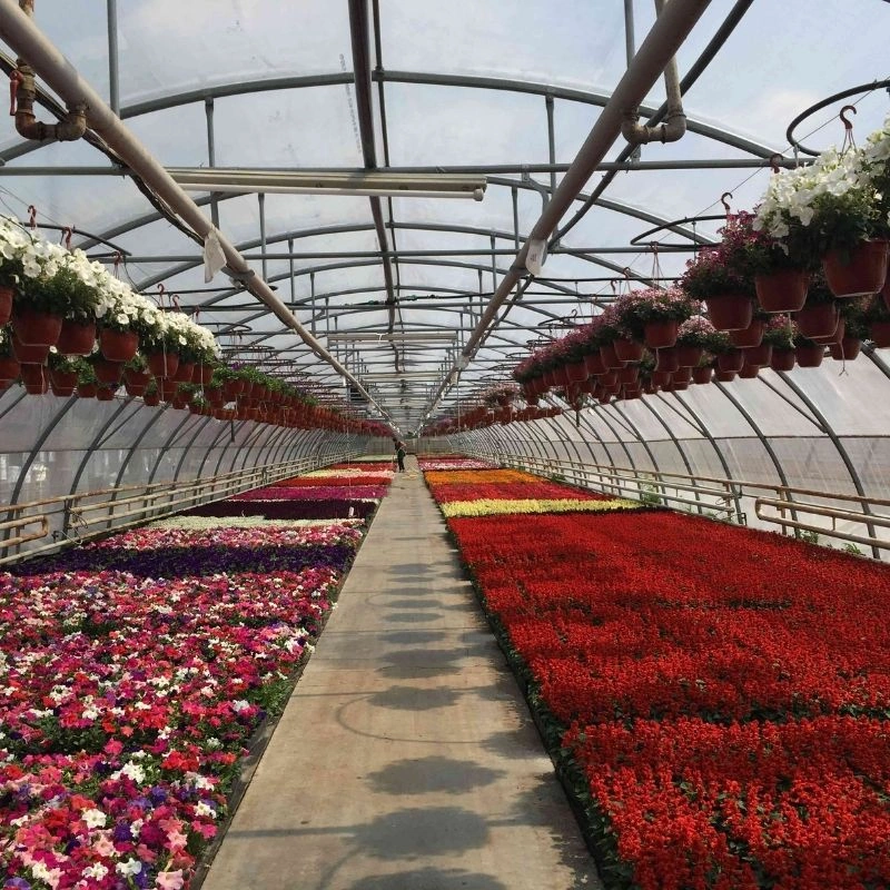 1.250 m² topraksız çiçek serası