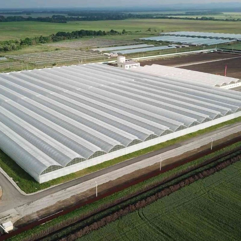 50.000 m² gotik topraklı muz bahçesi