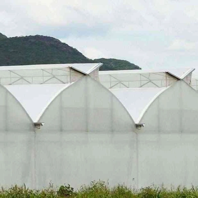 5.000 m² topraksız domates serası