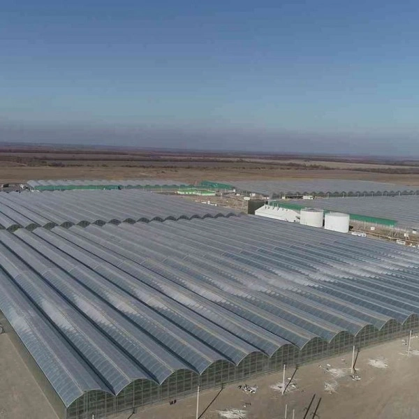 100.800 m² topraksız domates serası