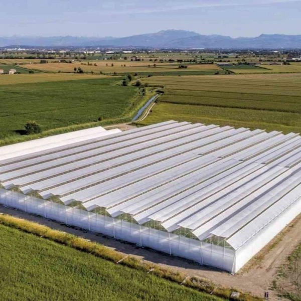 10.000 m² topraksız domates serası