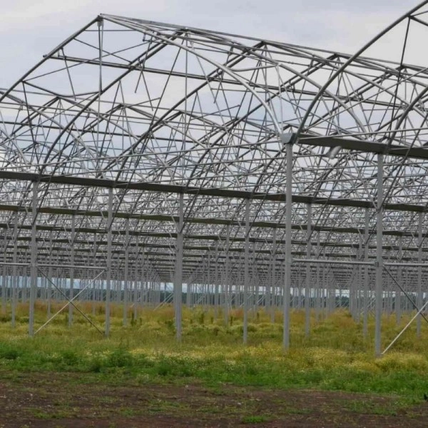25.000 m² muz üretim serası